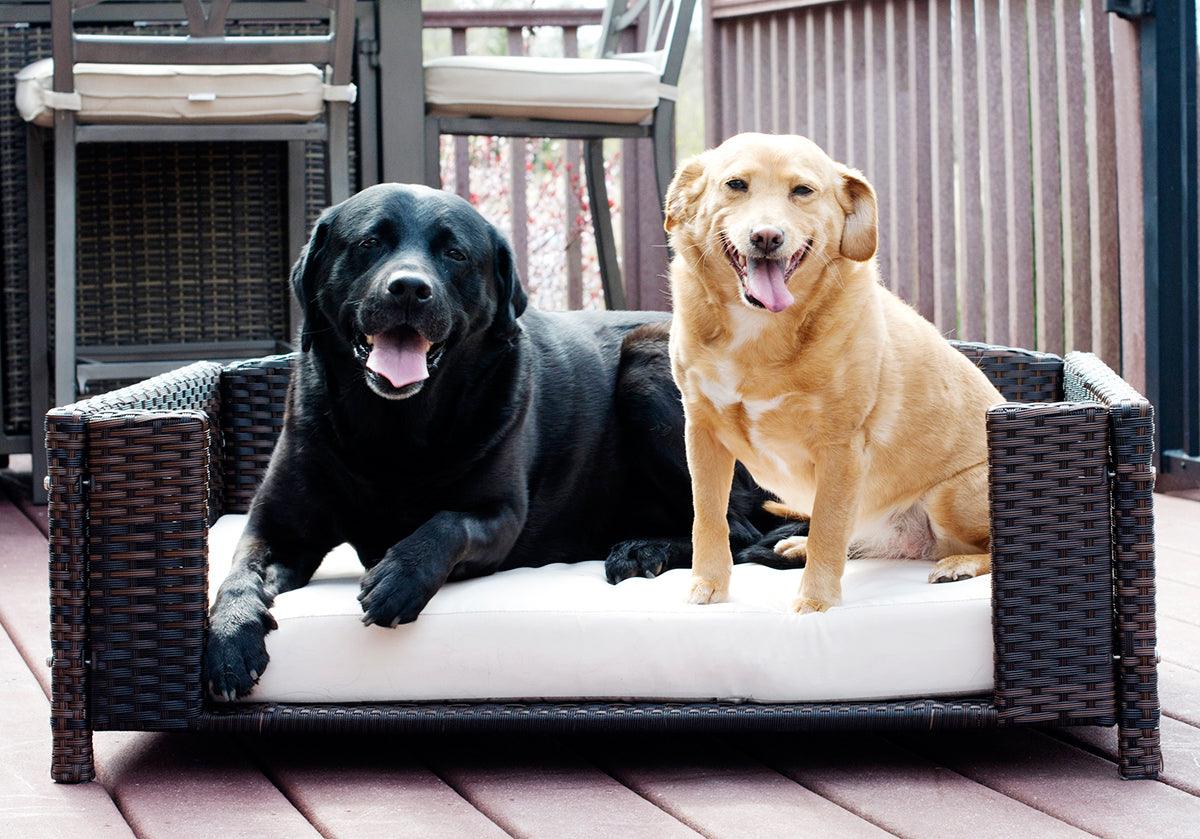 Dog Couches & Sofa Beds — All About Pawz Memphis