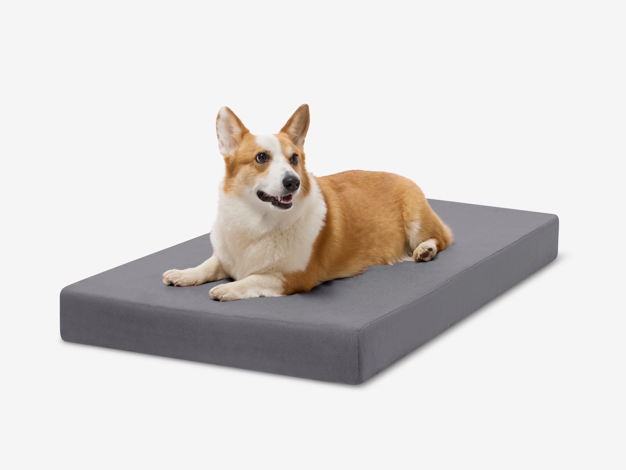 Bolster Dog Beds — All About Pawz Memphis